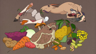illustration showing rotting mean, fruit, vegetables and an animal carcass