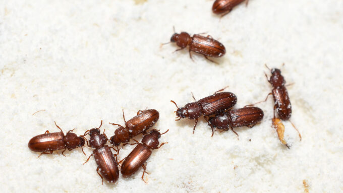 A close up photo of several red flour beetles sitting on a pile of white flour with specks of flour stuck to some of the beetles.
