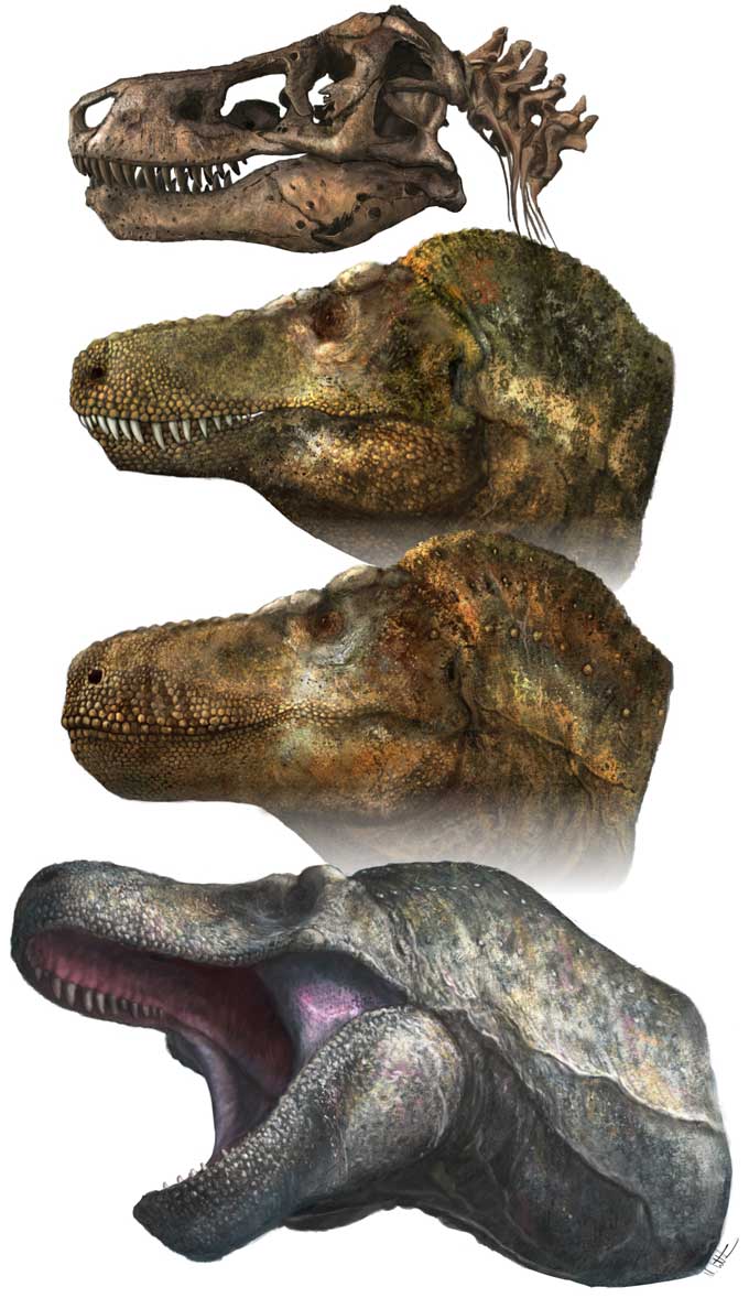 An illustration of four Tyrannosaurus’ heads. From top to bottom, of a skeletal reconstruction, crocodile-like and without lips, lizardlike and with lips, and with lips plus illustrating their extension beyond the tips of the teeth.