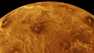 The surface of Venus