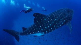 An underwater photo of two researchers diving beside a female whale shark.