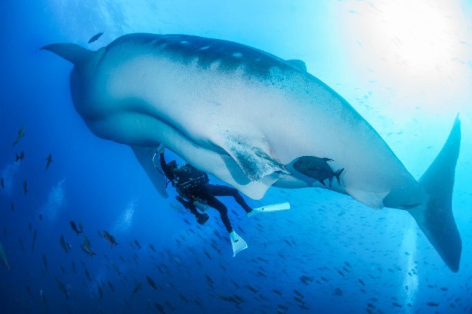عکس زیر آب از یک غواص با جت پک که زیر یک کوسه نهنگ در حال انجام سونوگرافی روی شکمش شنا می کند.