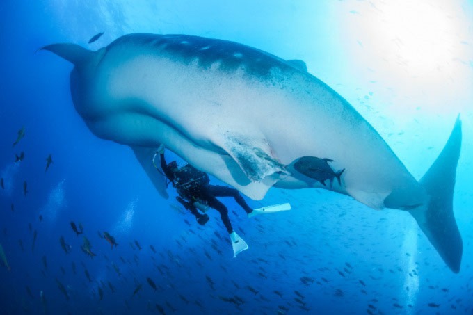 An underwater photo of a diver with a jet pack swimming under a whale shark performing an ultrasound on its belly.