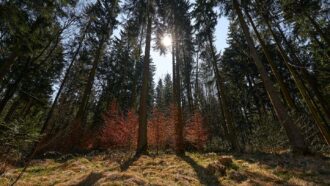 A photo of a trees in a forest taken from the ground and looking up towards the sky.