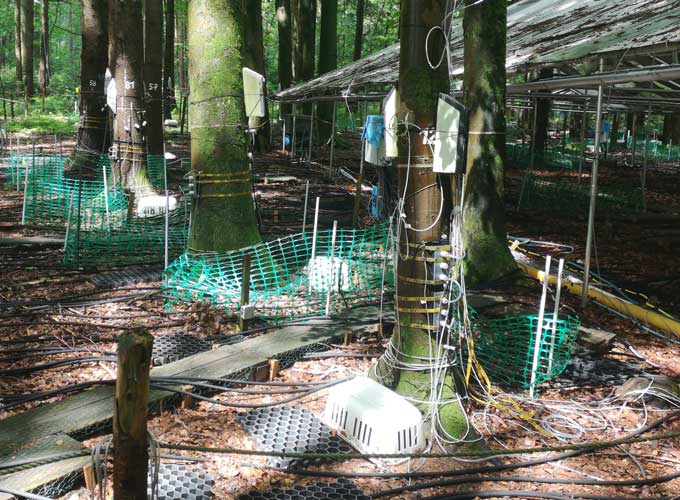 A photo of several trees with ultrasound equipment strapped to the trunks and short green fences surrounding the trees.