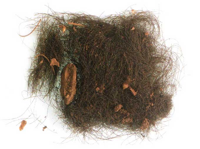 A photo of a clump of brown hair with bits of brown animal bones tangled in it on a white background.
