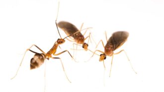A close up photo of three yellow crazy ants on a bright white background.