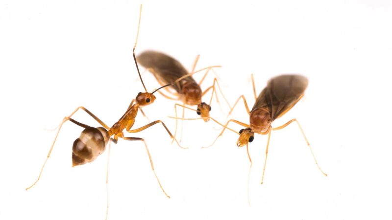 Invasive yellow crazy ants create male ‘chimeras’ to reproduce