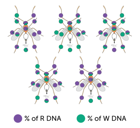 An illustration of five male yellow crazy ants laid out with three in a row on top and two on the bottom. With purple dots representing the percent of R DNA on each ant and teal dots