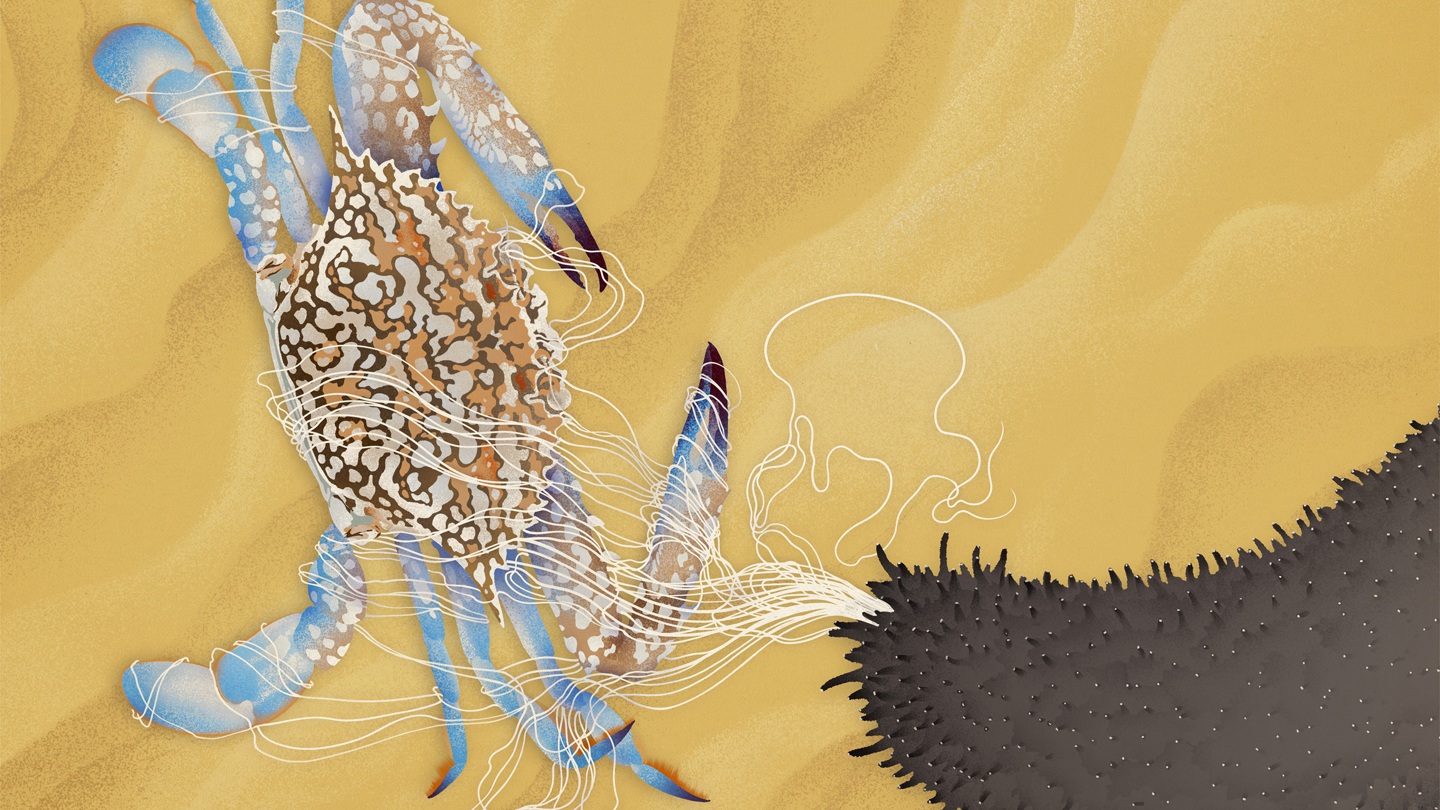 Sea Cucumber Food Poisoning