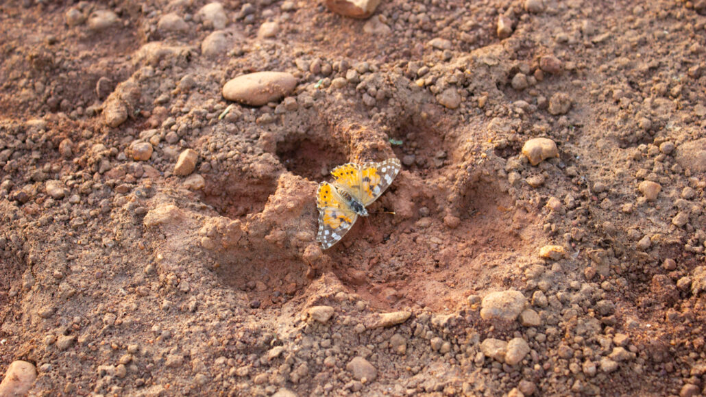 A photo of a painted lady butterfly resting on a lion paw print in the dirt.