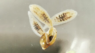 A close up photo of several leeches on a transparent background.