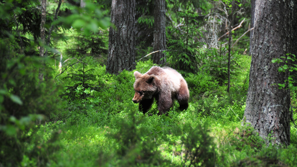 A photo of a brown bear walking through a field of green leaves and other plants with trees visible throughout.