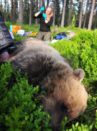 A close up photo of a brown bear laying down in a green plant while a woman kneels in the background with medical supplies.