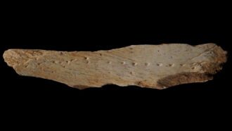 A photo of a punctured animal bone fragment on a black background.