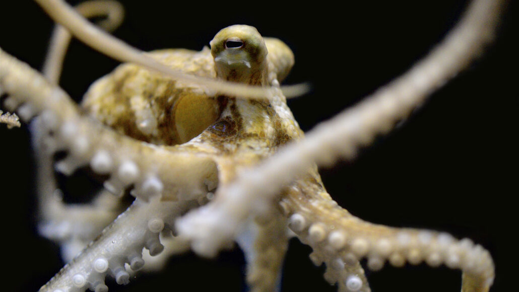 A photo of a pale yellow octopus taken from below looking up at the animal on a black background.