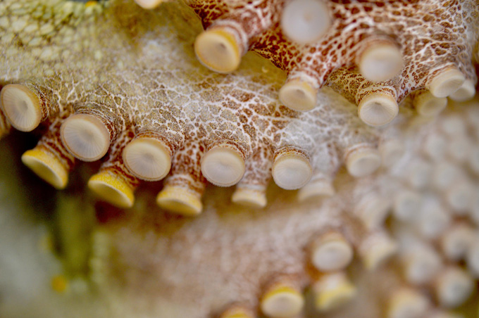 A close up photo of the sucker cups on an octopus' arms.