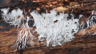 article material science Fungus mycelium growing on a decaying trunk.