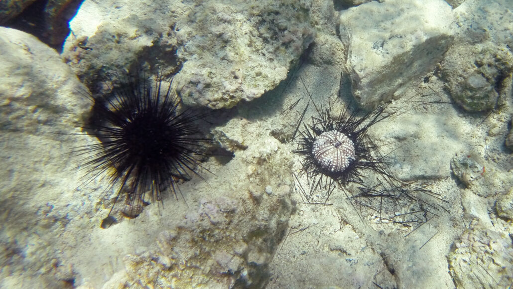 An underwater photo of two sea urchins sitting on the rocky ground.
