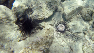 An underwater photo of two sea urchins sitting on the rocky ground.