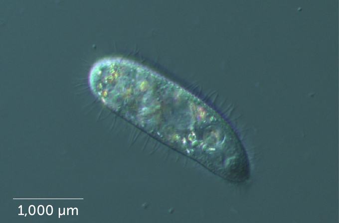 A microscope image of Philaster apodigitiformis which looks like a long oval blob on a blue green background.