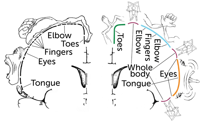 Two illustrations next to each other. On the left is the old image in black and white showing an outline of the left side of the brain and the parts of the body that side controls, including toes, elbow, fingers, eyes and tongue. The image on the right is in color and shows an outline of the right side of the brain and the areas they control, including toes, elbow, fingers, eyes, tongue.