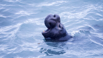 A photo of a northern elephant seal poking its head out of the water.