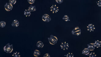 An image of several sea walnuts floating in dark water.