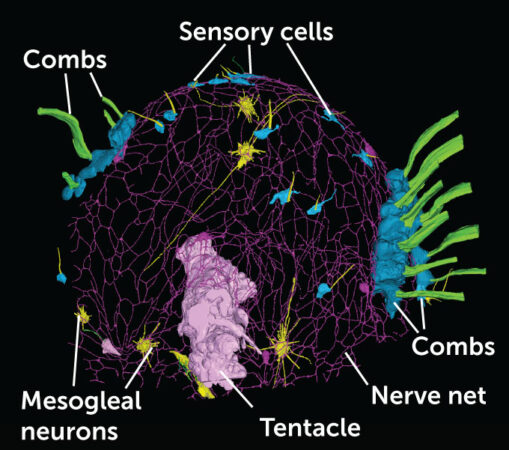This 3-D reconstruction of the sea walnut’s nervous system reveals the structure of its nerve net (purple) as well as nearby structures and other nervous system components. Two kinds of nerve cells — sensory cells (light blue) and mesogleal neurons (yellow) exist outside the nerve net.