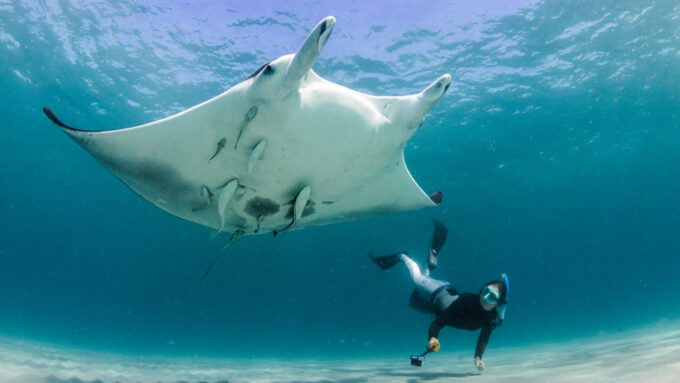 In this underwater photo, Marine biologist Jessica Pate swims beside a large oceanic manta ray.