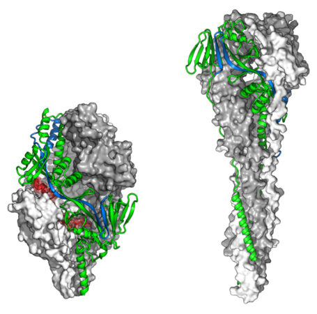 Two illustrations of the F protein. The image on the left shows the protein before a virus fuses, is a more circular shape. The image on the right shows after a virus has fused with the protein, it has a circular shape at the top and a long tail at the bottom.