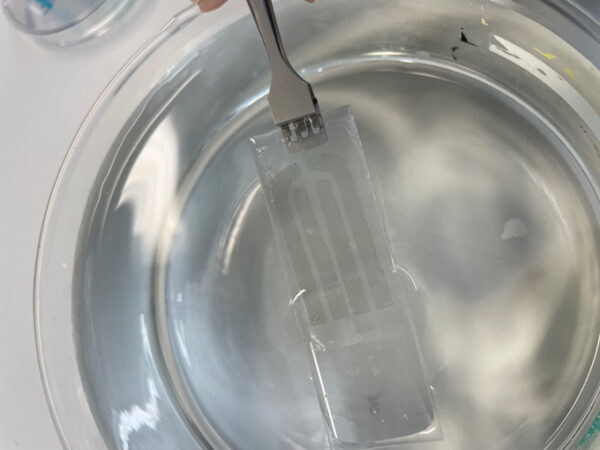 A photo of the electronic tattoo being pulled out of a bowl of water.