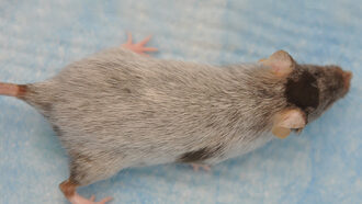 An overhead photo of a mouse with gray hair on a light blue background.