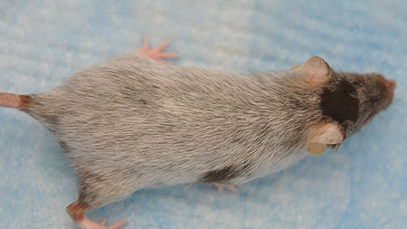 Mouse hair turns gray when certain stem cells get stuck