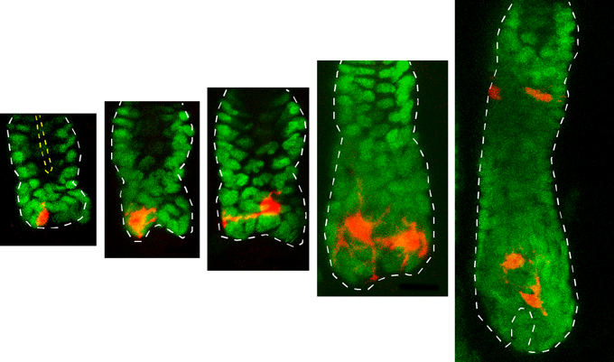 A series of images of a hair follicle over time. The hair follicle is in green while tagged melanocyte stem cells are seen in red.