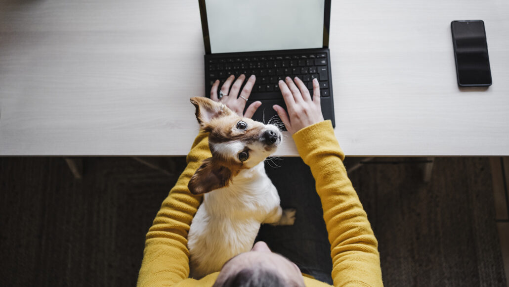 An overhead photo of a small dog sitting on the lap of a person in a yellow long sleeve shirt working on a laptop.