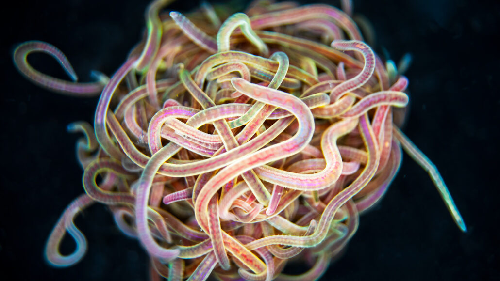 A huge tangle of worms on a black backdrop
