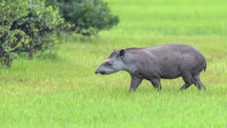 A photo of a South American tapir walking through a green grass field with some bushes in the background.