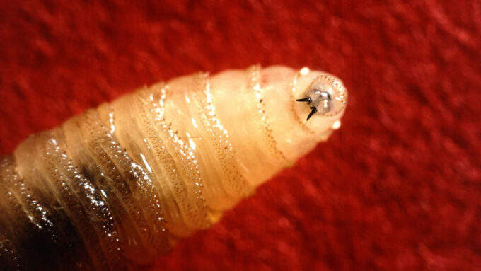 A close up photo of a screwworm on a red background.