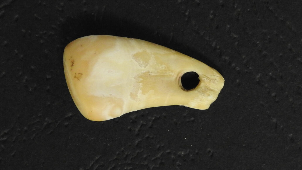 An overhead image of a small deer tooth pendant with a hole drilled into it