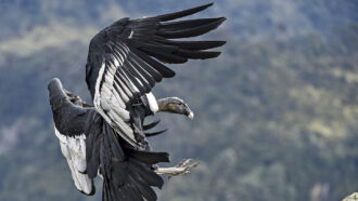 A photo of an Andean condor flying.