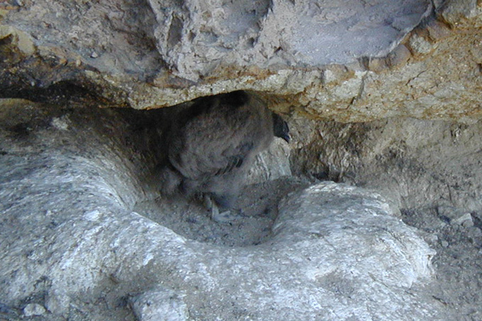 A photo of an Andean condor chick in a rocky alcove.
