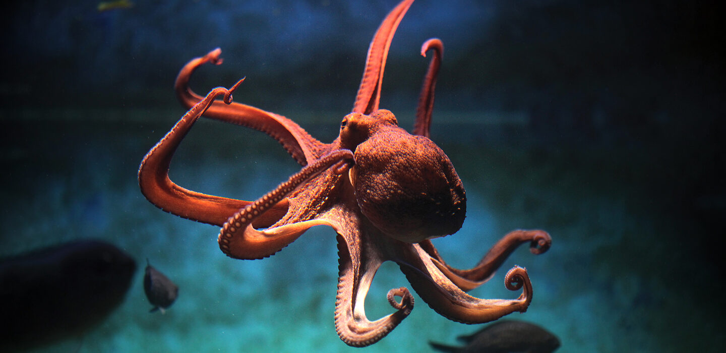 image of an octopus