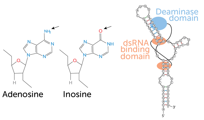 diagrama mostrando como funciona a edição de RNA