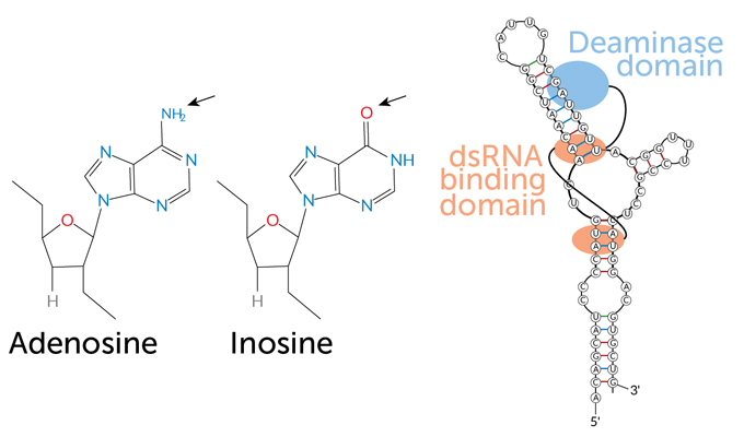 diagram showing how RNA editing works