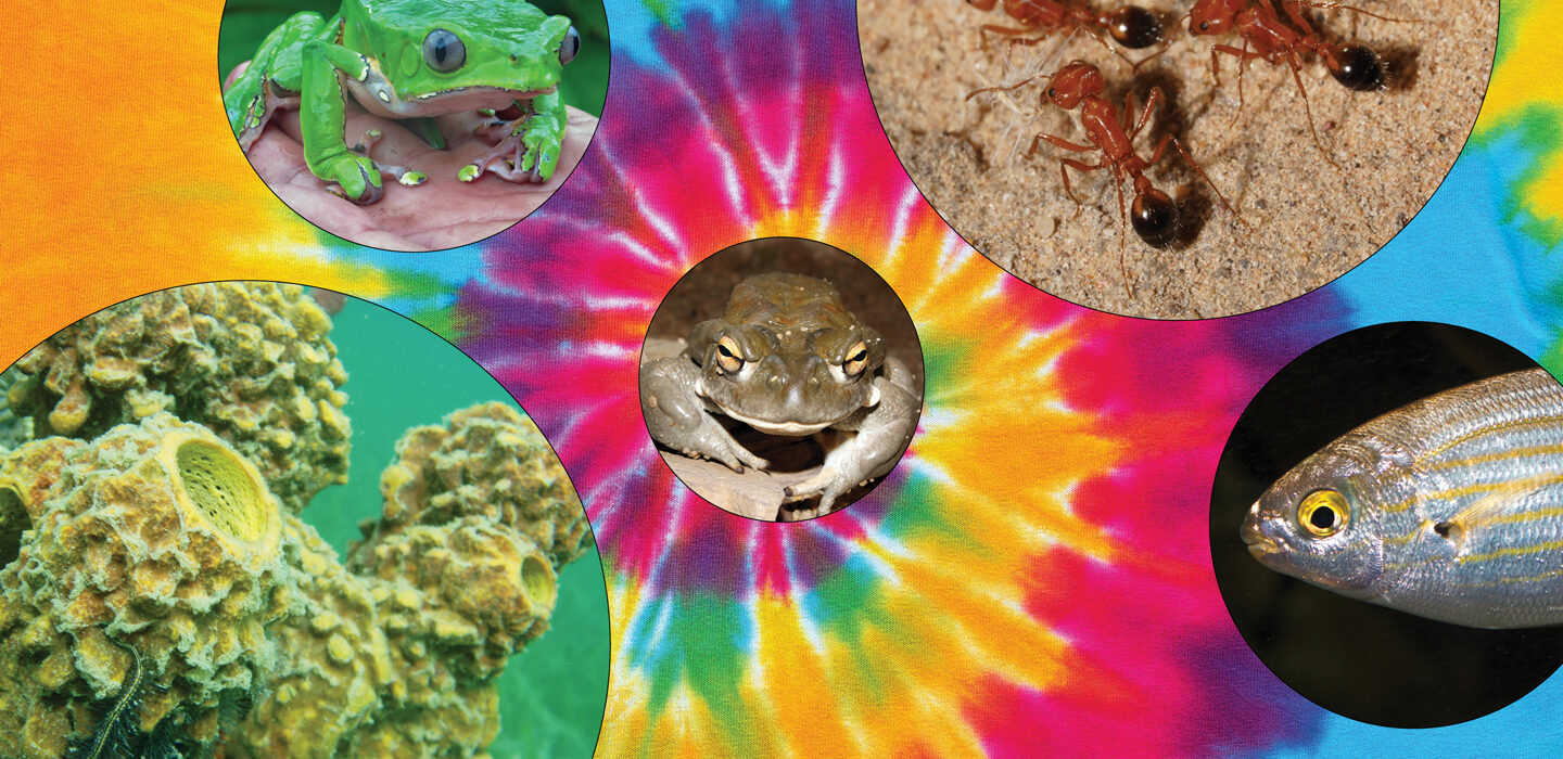 An image of a rainbow tie dye background with two frogs, ants, fish and coral overlays.