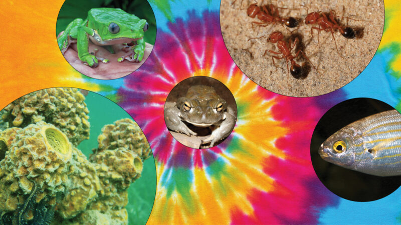 An image of a rainbow tie dye background with two frogs, ants, fish and coral overlays.