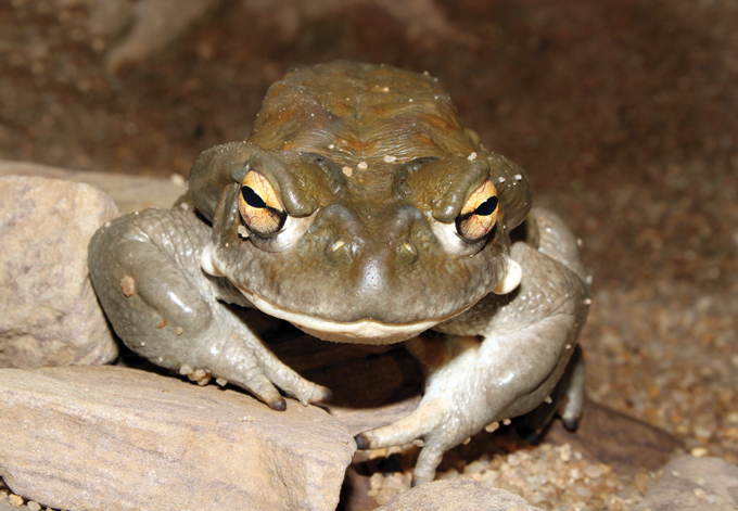 A photo of a Sonoran Desert toad siting on small rocks.