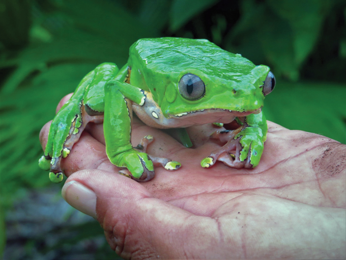 A photo of a giant monkey frog resting on the fingers of a person.