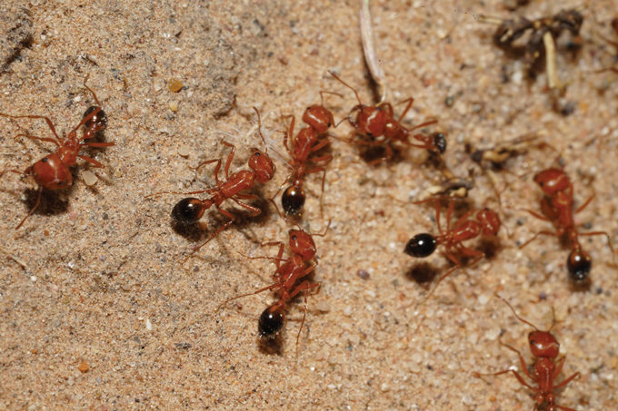 A close up photo of eight California harvester ants standing on sand.